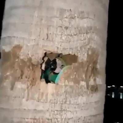 🔥 Pandemonium of parrots nesting inside of a palm tree