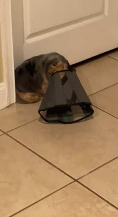cone of shame