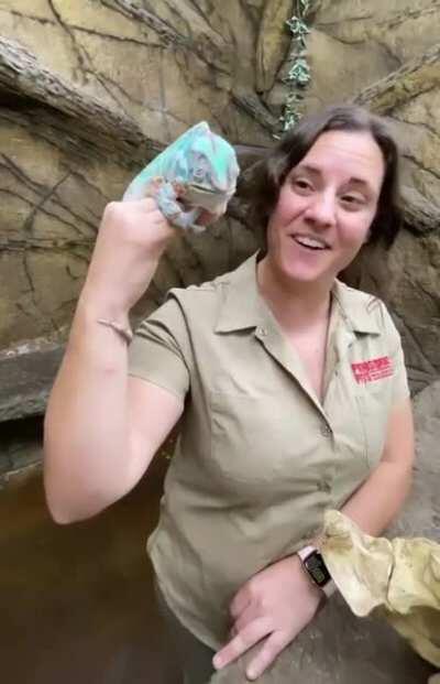 🔥 This Chameleon's tongue