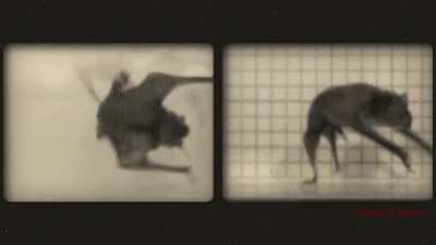 🔥 Of the many species of bat's alive today, the common Vampire Bat is the only one that can properly run