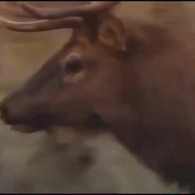 LET ME LOVE YOU... AAAAAAAAA-