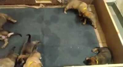 Indo-Tibetan Border Police (ITBP) has welcomed some new members to their K9 squad. Mothers Olga and Oleshya have given birth to 17 Malinois puppies at the ITBP's National Training Centre for Dogs (NTCD) at Bhanu in Panchkula, Haryana.