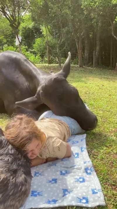Big dog wants to get some cuddles like the little dog is getting