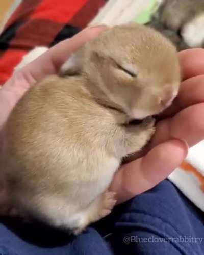 How cute is this little guy?