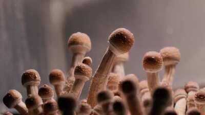 Time-lapse of P. cubensis Growing