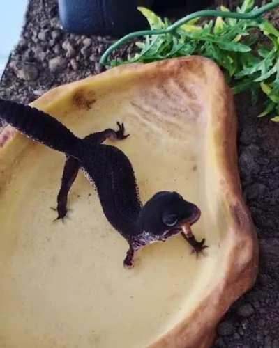 Dinner and a bath 🛁🍽️