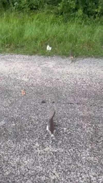 And that's how you end up with 18 cats.