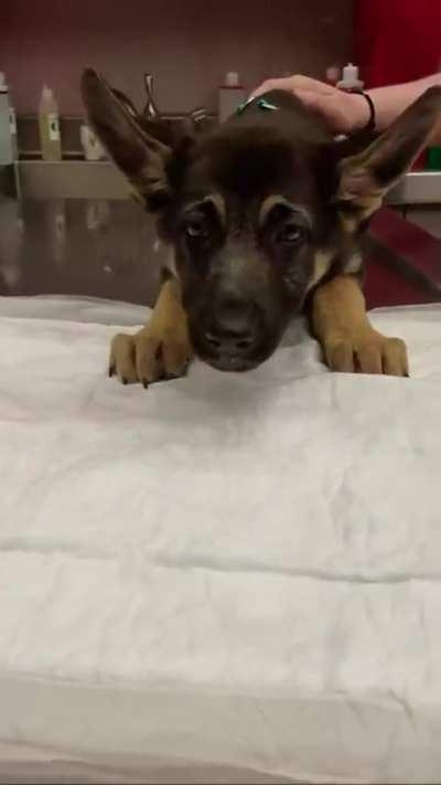 Poor pupper felt he was going to pop