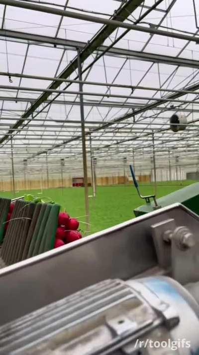 Harvesting and bunching radishes