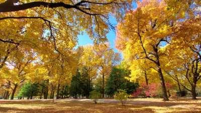 Tower Grove Park is beautiful this time of year.