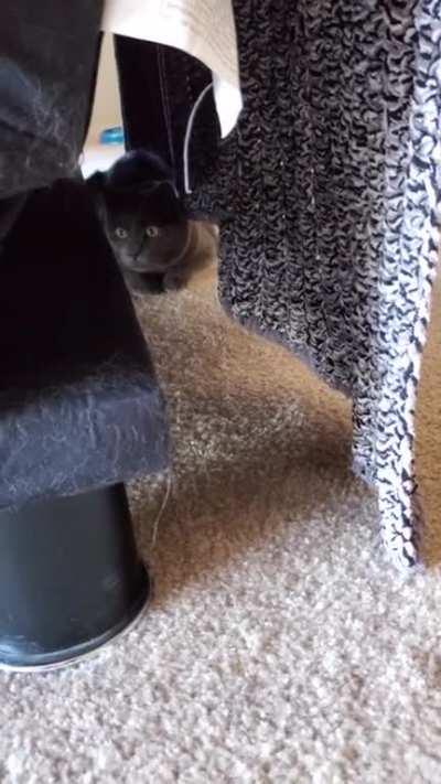 The toy didn't stand a chance