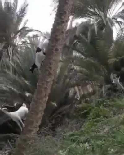 Szeth son son Vallano wore white on the day he was to kill a king.