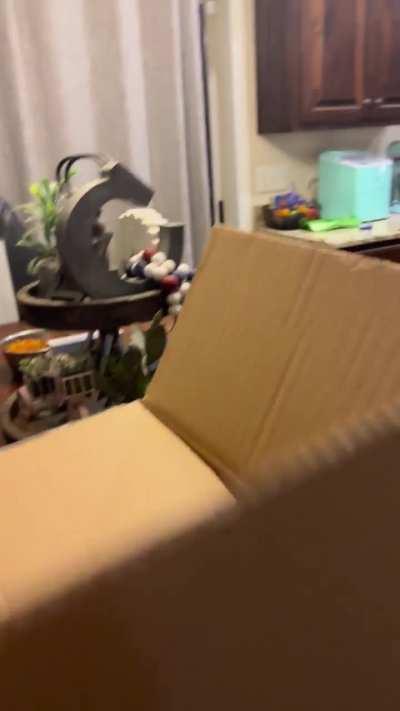 He’s not fond of the new kitten