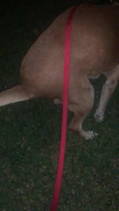 (Unofficial) Guinness World Record for longest dog fart goes to Calvin