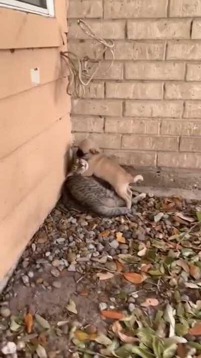 Baby pug making a friend!