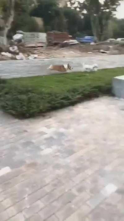 Sorry, Redditors, but it's obvious....long legs > short legs....