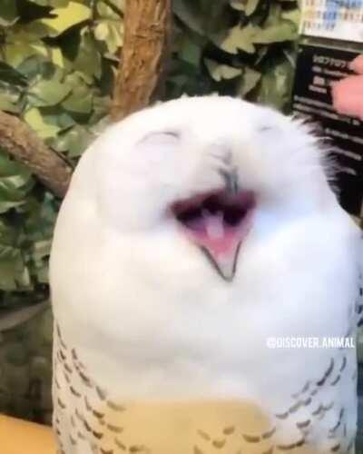 Just another Superbowl post