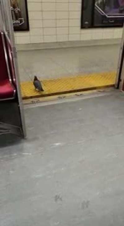 Pigeon exits subway car