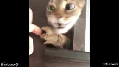 SiCk FuCk TrAps CAt BeFOre WAtChinG hiM DIe