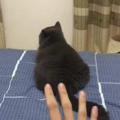 Cat does not appreciate being startled