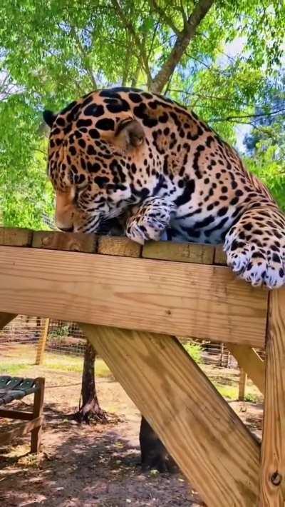 Jaguar Reaction To Catnip Next