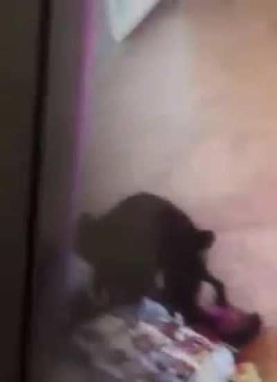 never pet a random dog