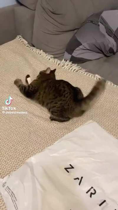 Cat vs receipt