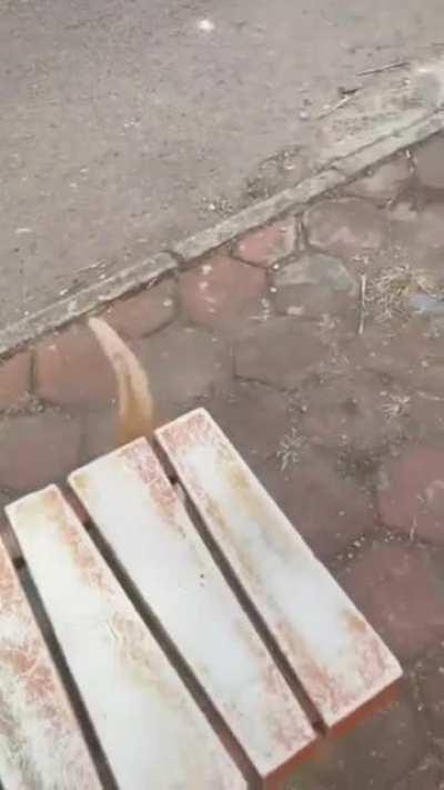 Demanding food and affection