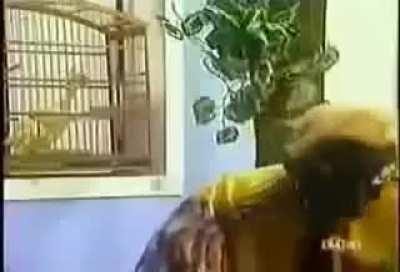 Coxinha e Doquinha em: Corte de Luz Tela Inteira