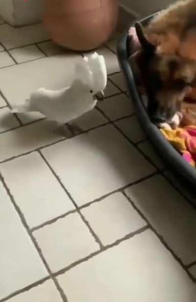 Just a normal day with a parrot