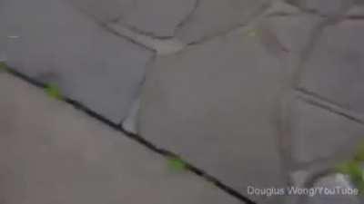 Hawk throws snake a family eating lunch in Australia