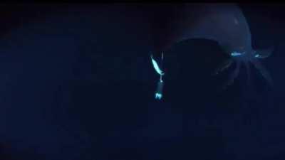 A video of the Dana Octopus squid (Taningia danae) caught more then 539 meters down