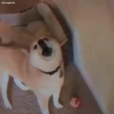 Miky tiene commercial