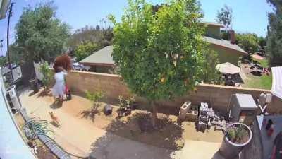 Mama protecting her babies