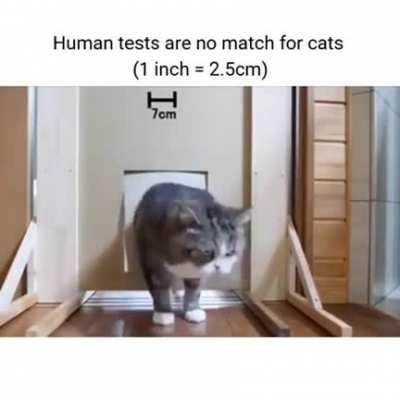 The test concludes that cats are, in fact, made of liquid fur.