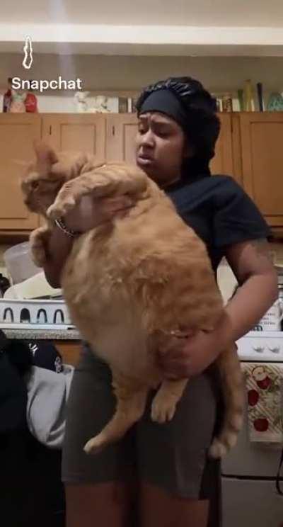 Big boi kitty is an absolute unit