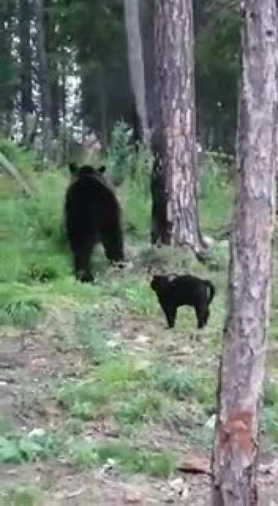 Vasya doesn’t know fear