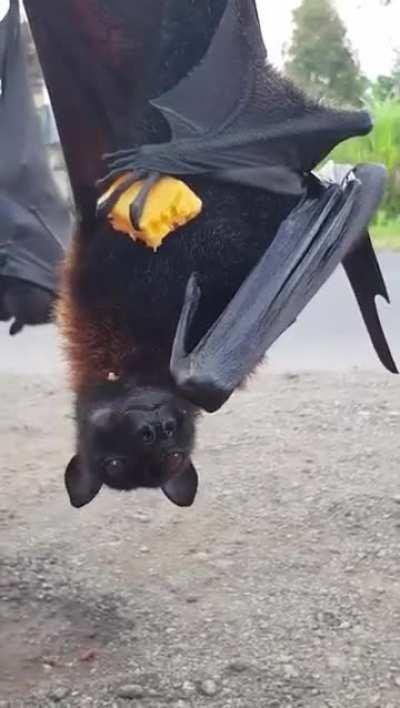 🔥Large flying fox eats mango 🥭