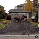 “This is some fuckin National Geographic shit