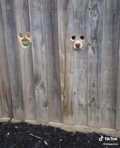 Eu acho que tem alguém me observando