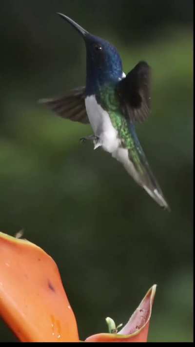 The way this bird gets rid of an unwelcome wasp