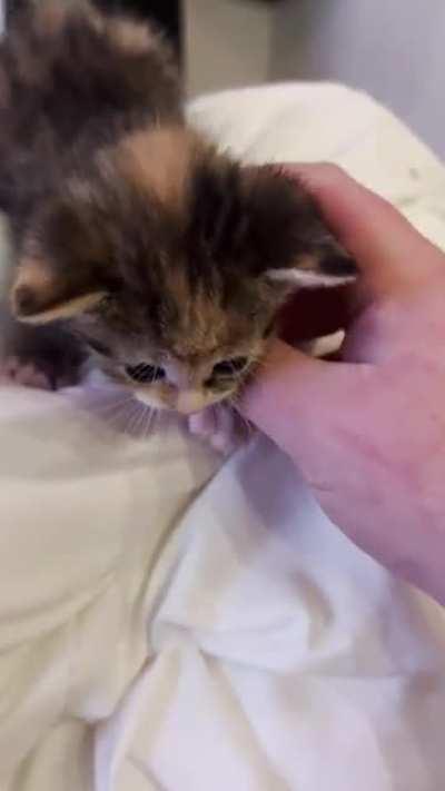 Noise complaint - smol crimes unit