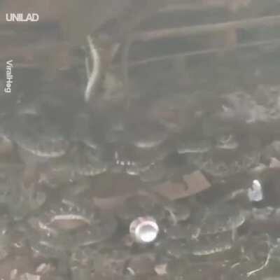 No hope with all that Nope Rope