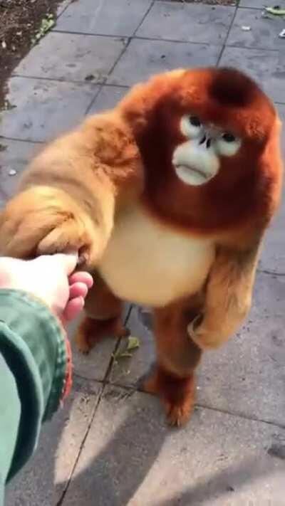 monke get food from human