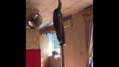 Mission impossible cat