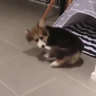 I gotta bring this home!