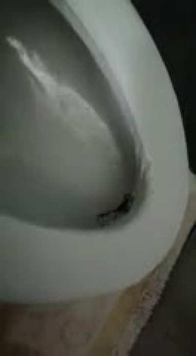 I sat on that toilet for about 10 or 15 minutes. After I flushed I noticed this.