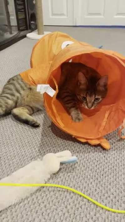 Levi Accepts His Life In A Tube Meow