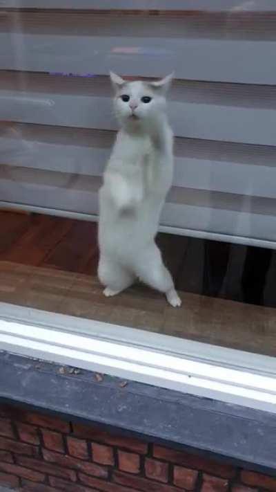 This is one of the reasons I love being a pizza driver, seeing all the cats in the area.