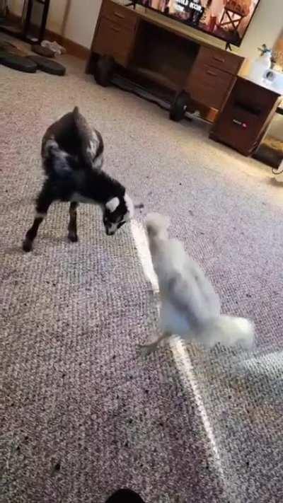 Tiramisu vs Meringue, featuring Peppers comments 😂🐐🐥🐐